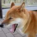 犬が『緊張している…