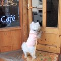 「補助犬啓蒙活動会…