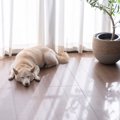 犬が飼い主から『離…