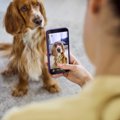 犬の飼い主がやりが…