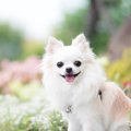 なぜ人間は犬を『可…