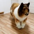 動物が好きすぎてコ…