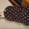 チョココロネに憧れ…