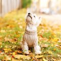 犬が服を着るのを嫌…