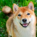 犬は『表情』で意思…