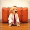 愛犬との旅行で絶対…