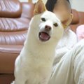 犬に『旅行に行きた…