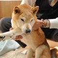 老犬が『お漏らしし…