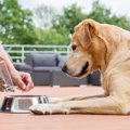 犬に最適な『ドッグ…