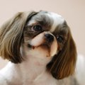短頭種の特徴とは？…