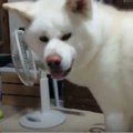 扇風機にビビりなが…