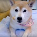 「食べたい…眠たい……