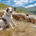 家畜番犬は捕食動物…