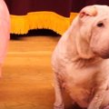 トレーナーさんも苦…