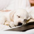 犬が一緒に寝たがる…