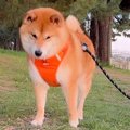 歩いている犬の前に…