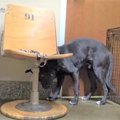 人への恐怖が強い犬…