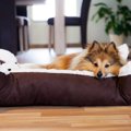 犬にとって理想的な…