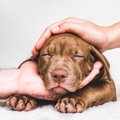 愛犬のためを想うな…