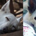 のんびり行こう～シ…