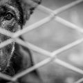 『捨てられた犬』は…