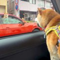 犬が『車で信号待ち…