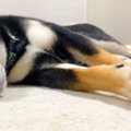 2日間、ママがいなく…