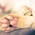 犬の指って何本？狼…