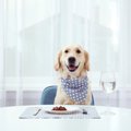 犬は『飼い主の真似…
