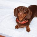 犬がウンチだけトイ…