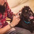 犬の耳掃除は本当に…