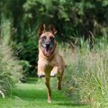 愛犬が突然の逃走！…