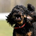 犬が飼い主に吠える…