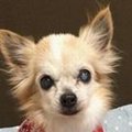 理由は分からないが…