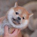 犬が抱っこを嫌がる…