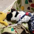 【体験談】愛犬がお…