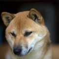 犬が『飼い主を嫌い…