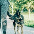ドイツの「犬のため…