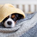 犬が『うざい』と感…