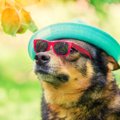 犬の紫外線対策はし…