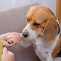 犬のメンタルが弱っ…