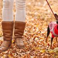 犬用セーター┃おすす…