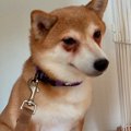 5年間ケージに監禁さ…