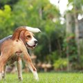 犬から本当に好かれ…