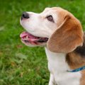 犬の名前を付けるの…