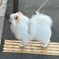 いつも散歩中に通る…