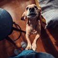 犬の足に負担がかか…