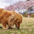 犬が散歩中に石を食…