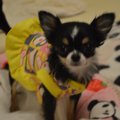 極小チワワを飼う前…