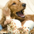 誤解されやすい犬た…